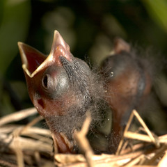 chicks