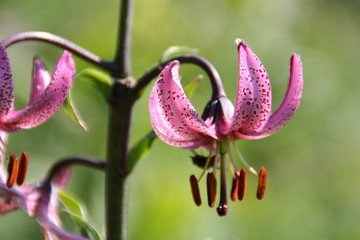 seltener gast auf alpenwiesen