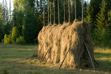hay