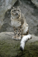 snow leopard