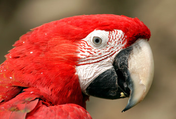 green-winged macaw