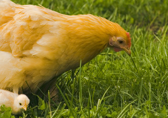 mama- und babyzwerghuhn auf der pirsch