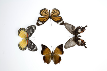 mariposas7852