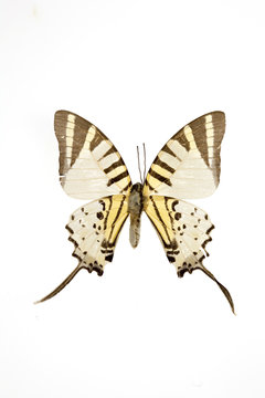 mariposas7840