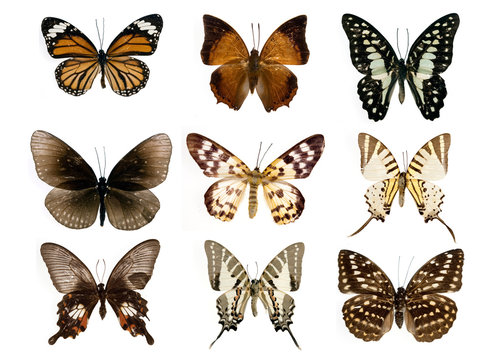 coleccion mariposas