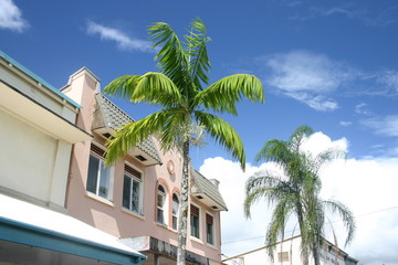 Fototapeta na wymiar palmiers hawaii