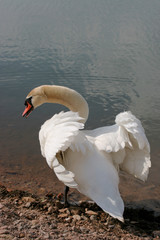 schwan am ufer