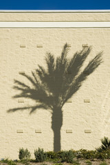 palm wall