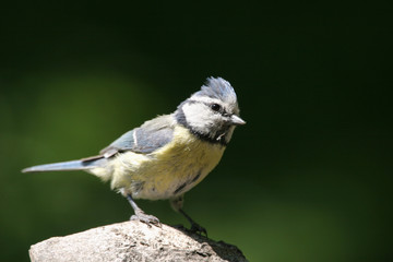 blaumeise auf einem ast