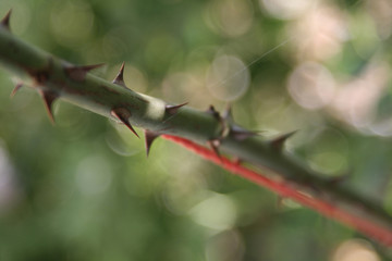sharp thorns