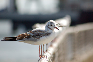 seemöwe © save the moment