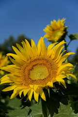 sunflower closeup