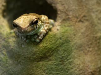 baumfrosch