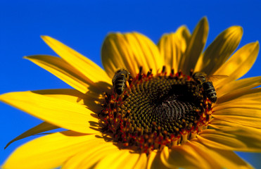 sunflower with bee