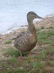 ente02