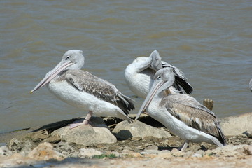 pelicans