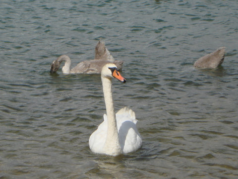 schwan