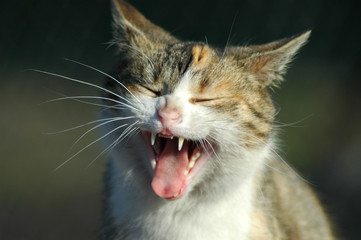 yawn cat