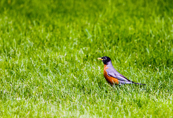 robin in the green