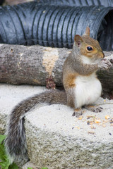 standing squirrel