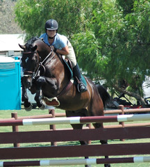 show horse & rider jumping a gate