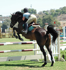 jumping horse & rider