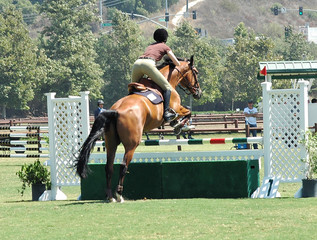 jumping horse & rider