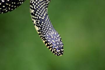 snake