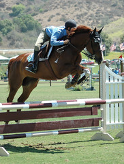 horse & rider jumping a barrier