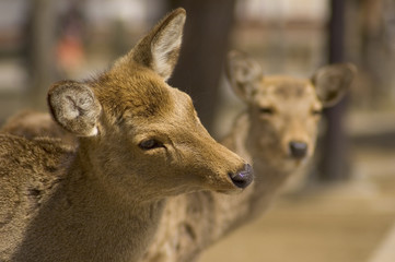 two inquisitive mule deer