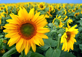 sunflowers - obrazy, fototapety, plakaty