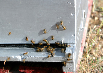 Abeilles entrant dans la ruche