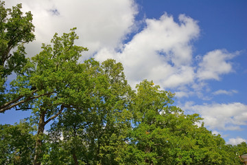 sky and trees