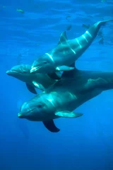 Crédence en verre imprimé Dauphin dauphins - 1
