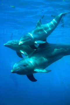 delfines - 1