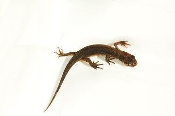 Fototapeta premium newt