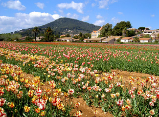 champs de tulipes de carqueiranne
