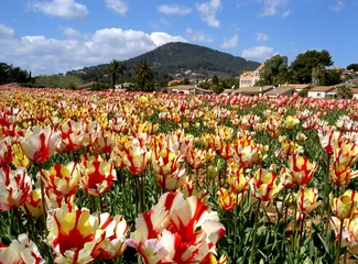 Vitrage gordijnen tulipes frisées de carqueiranne © JHOTPEV