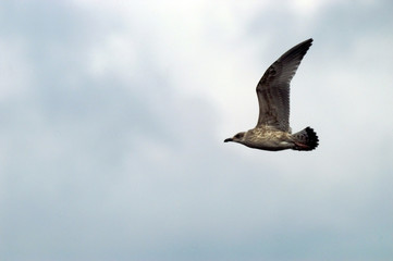 mouette