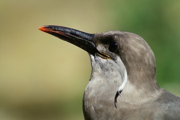 inkaseeschwalbe