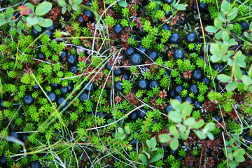 berries and moss