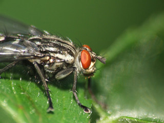 fleischfliege
