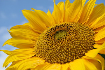 sunflower.