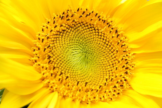 sunflower.