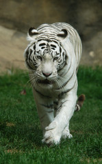 Naklejka na ściany i meble biały tygrys