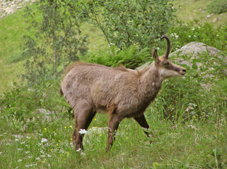 0391-chamois