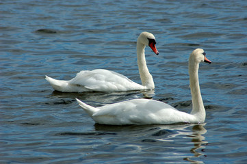 schwäne im see