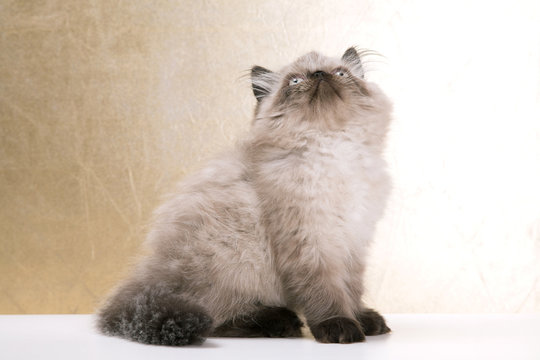 persian cat