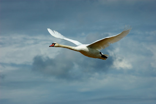 schwan im flug