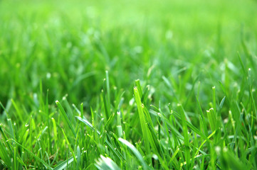 green grass